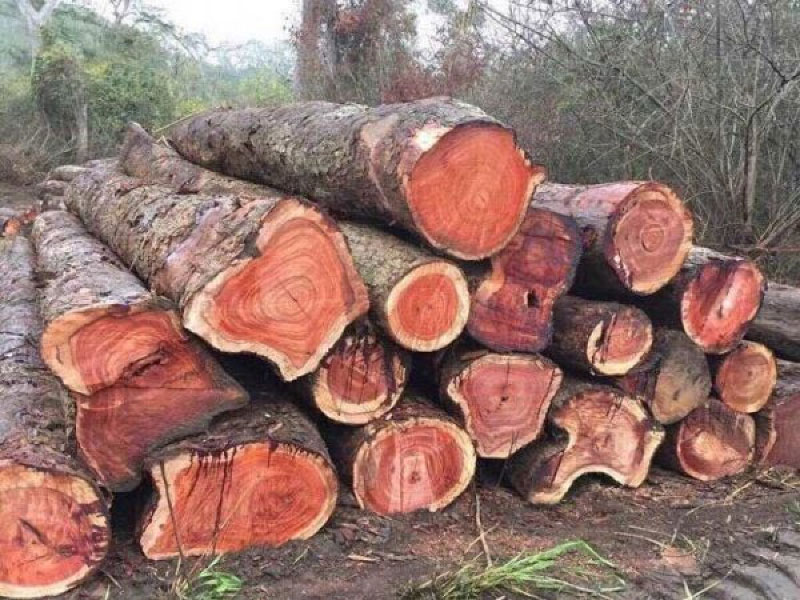Gỗ Gõ Đỏ